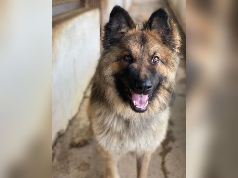 Joey, geb. ca. 08/2025, lebt in GRIECHENLAND, auf einer privaten Pflegestelle