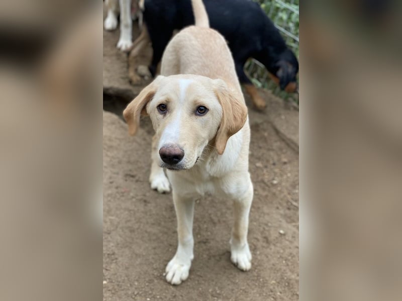 Sheldon, geb. ca. 11/2023, lebt in GRIECHENLAND, im städt. Tierheim Serres