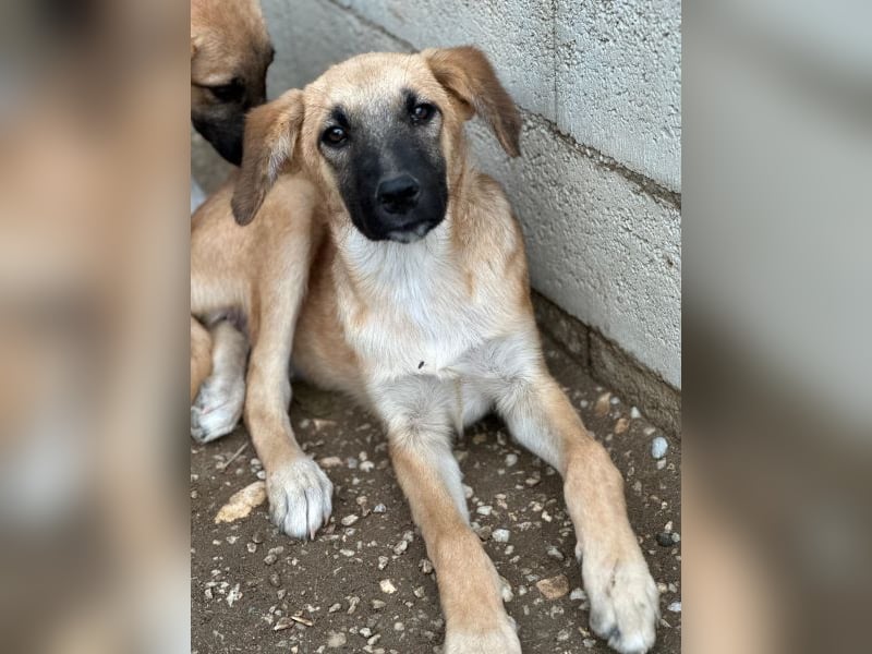 Cindy, geb. ca. 03/2026, lebt in GRIECHENLAND, im städt. Tierheim Serres