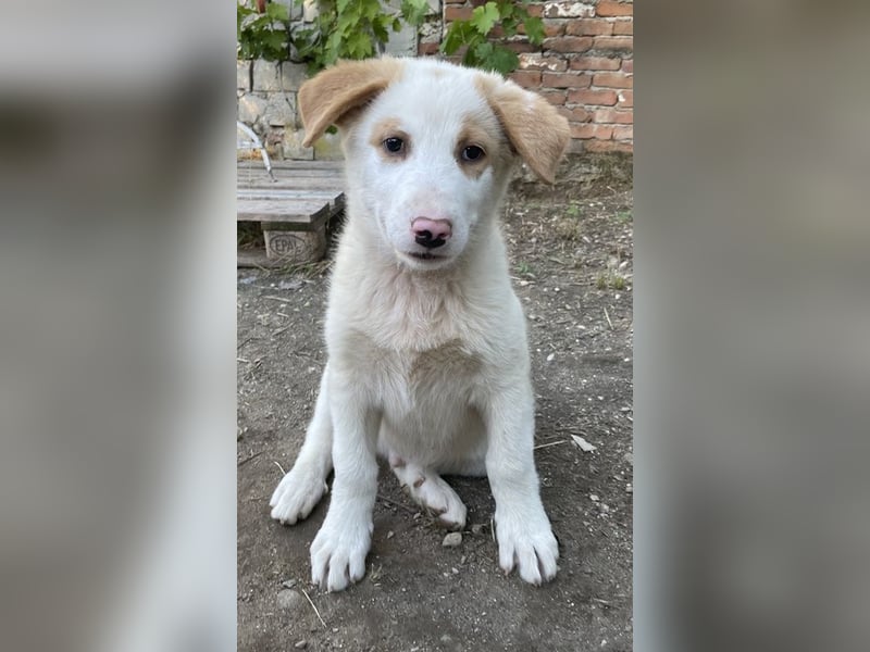 Miko, geb. ca. 02/2025, lebt in GRIECHENLAND, im städt. Tierheim Serres