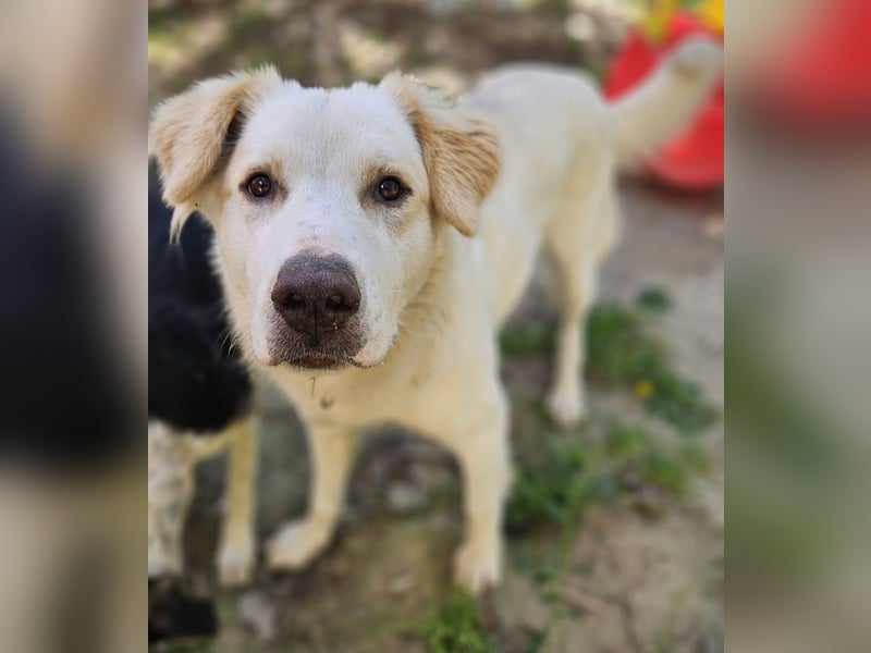 Malu, geb. ca. 07/2024, lebt in GRIECHENLAND, auf einer privaten Pflegestelle