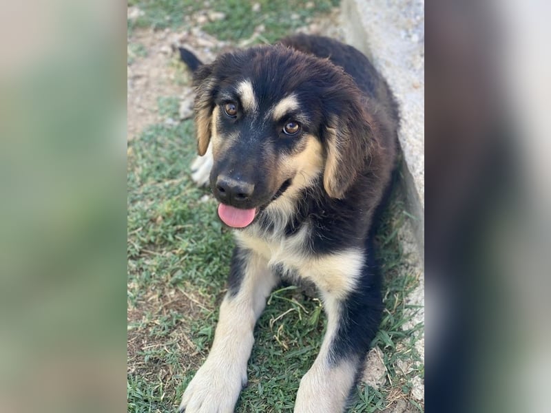 Quana, geb. ca. 02/2025, lebt in GRIECHENLAND, auf einer privaten Pflegestelle