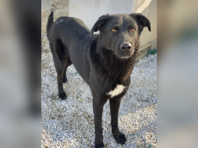 Acero, geb. ca. 01/2019, lebt in GRIECHENLAND, im städt. Tierheim Serres