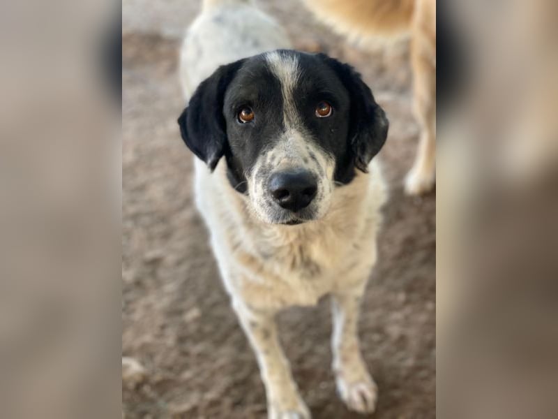 Valentino, geb. ca. 05/2021, lebt in GRIECHENLAND, im städt. Tierheim Serres