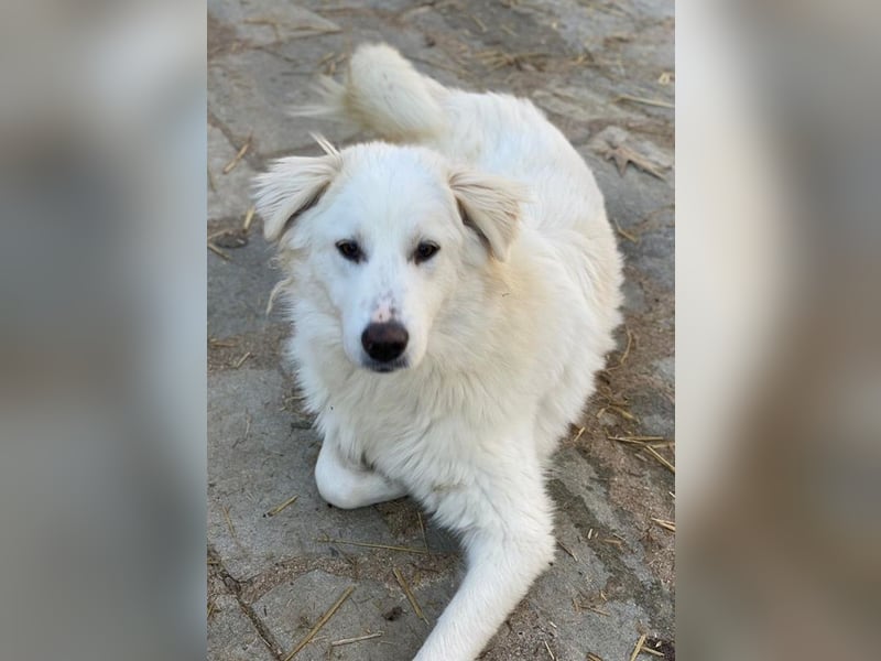 Fenri, geb. ca. 11/2023, lebt in GRIECHENLAND, auf einer privaten Pflegestelle