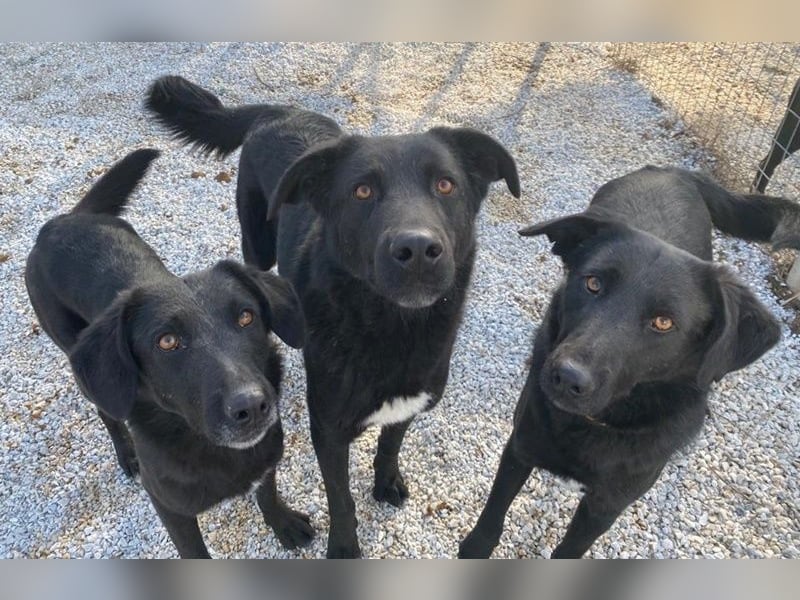 Acero, geb. ca. 01/2019, lebt in GRIECHENLAND, im städt. Tierheim Serres