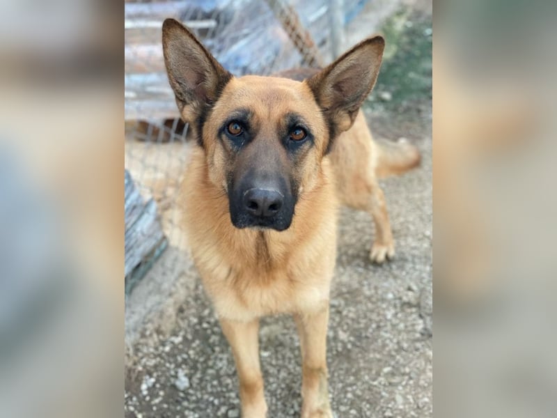 Wilma, geb. ca. 04/2021, lebt in GRIECHENLAND, im städt. Tierheim Serres