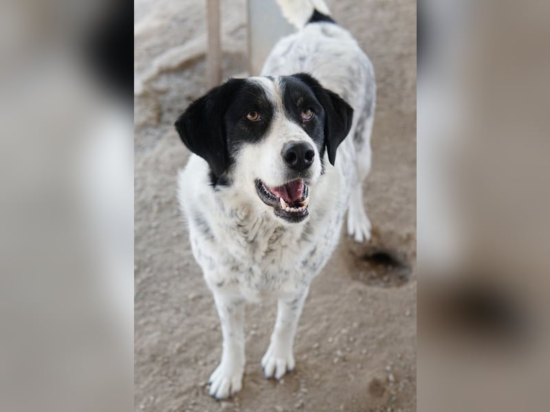 Amaya, geb. ca. 02/2023, lebt in GRIECHENLAND, im städt. Tierheim Serres