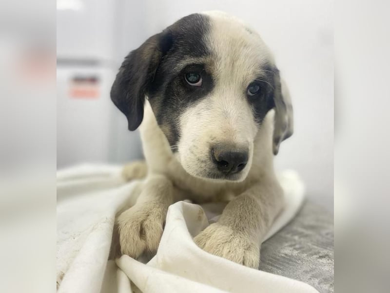 Sunshine, geb. ca. 11/2022, lebt in GRIECHENLAND, im städt. Tierheim Serres