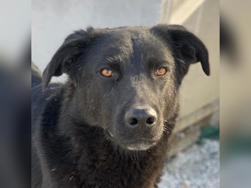 Acero, geb. ca. 01/2019, lebt in GRIECHENLAND, im städt. Tierheim Serres