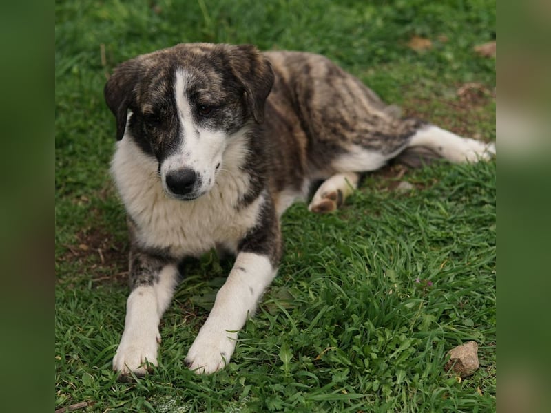 Paula, geb. ca. 07/2023, lebt in GRIECHENLAND, auf einem Gelände, Hunde werden notdürftig versorgt