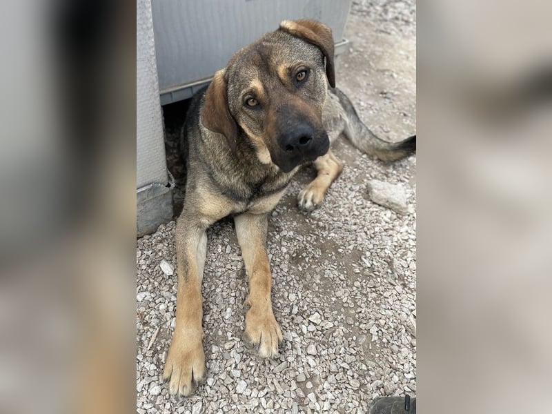 Waldo, geb. ca. 06/2022, lebt in GRIECHENLAND, im städt. Tierheim Serres