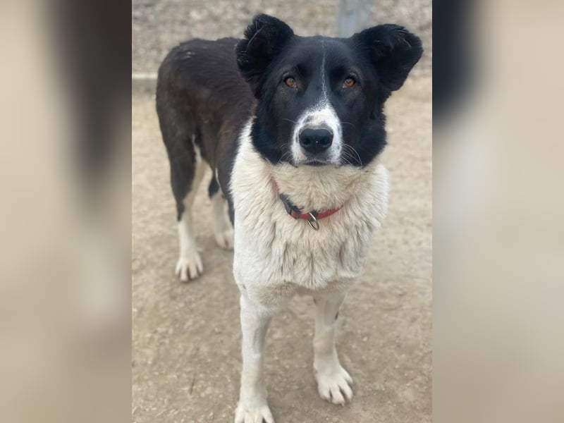 Pallene, geb. ca. 02/2021, lebt in GRIECHENLAND, im städt. Tierheim Serres