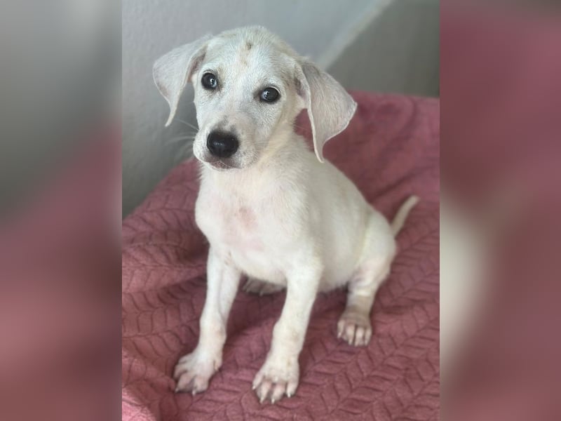 Lily, geb. ca. 05/2026, lebt in GRIECHENLAND, im städt. Tierheim Serres