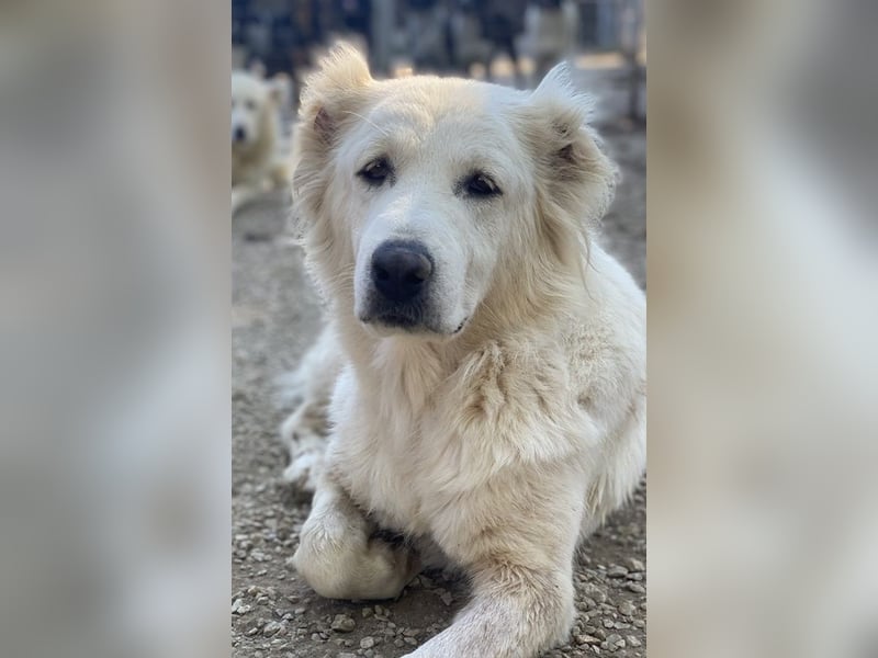 Kankara, geb. ca. 02/2022, lebt in GRIECHENLAND, im städt. Tierheim Serres