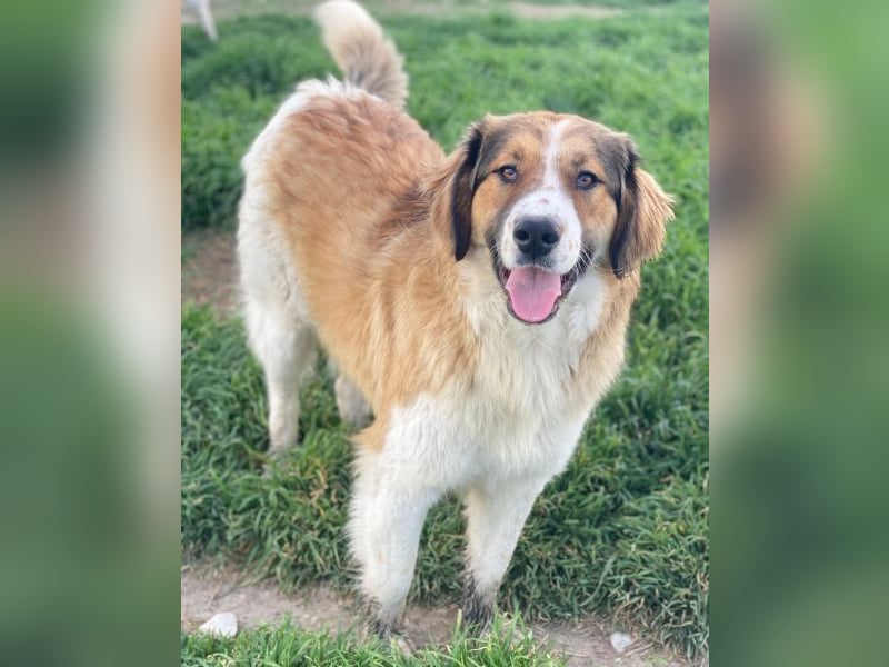 Barkley, geb. ca. 10/2024, lebt in GRIECHENLAND, auf einer privaten Pflegestelle