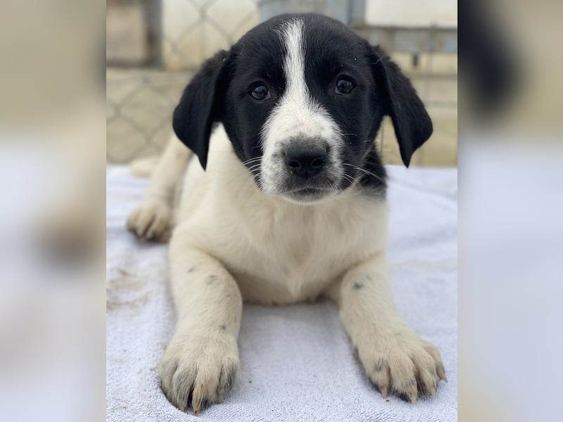 Fedra, geb. ca. 01/2024, lebt in GRIECHENLAND, im städt. Tierheim Serres