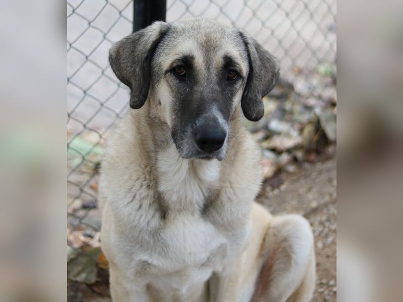 Little Pumpkin, geb. ca. 11/2021, lebt in GRIECHENLAND, im städt. Tierheim Serres