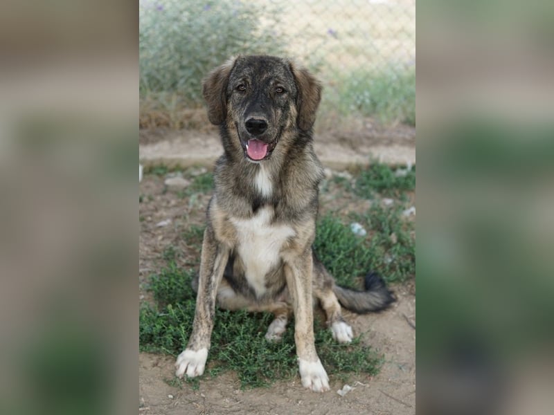 Amelie, geb. ca. 02/2024, lebt in GRIECHENLAND, im städt. Tierheim Serres