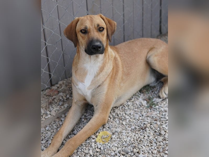 Bardo, geb. ca. 09/2023, lebt in GRIECHENLAND, im städt. Tierheim Serres