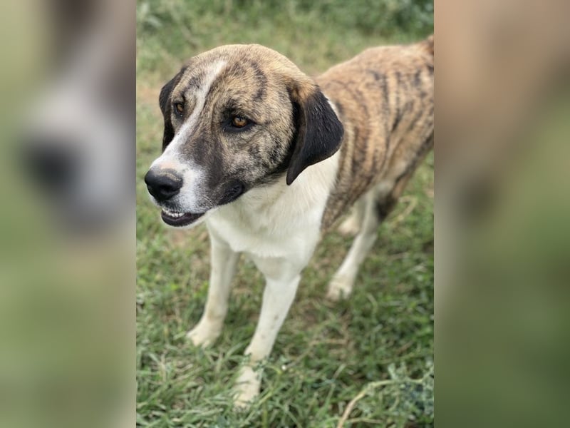 Indira, geb. ca. 01/2023, lebt in GRIECHENLAND, im städt. Tierheim Serres