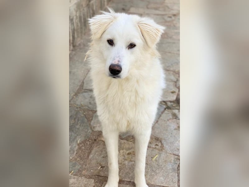 Fenri, geb. ca. 11/2023, lebt in GRIECHENLAND, auf einer privaten Pflegestelle