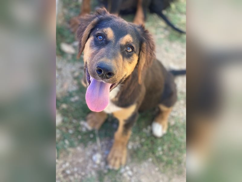 Quasti, geb. ca. 02/2025, lebt in GRIECHENLAND, auf einer privaten Pflegestelle