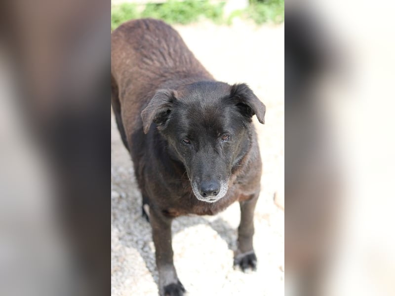 Kenzo, geb. 03/2014, lebt in GRIECHENLAND, im städt. Tierheim Serres