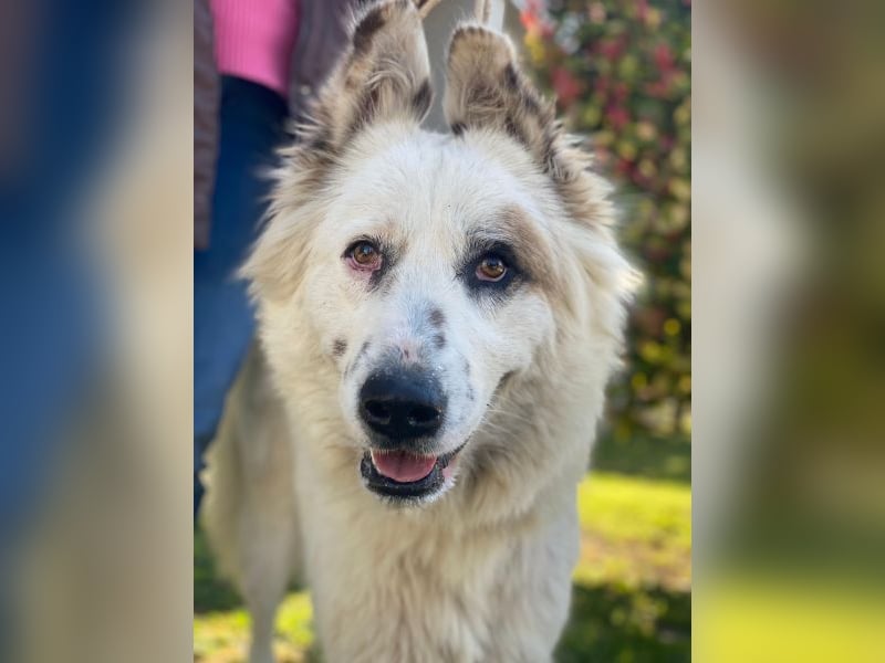 Hope, geb. ca. 03/2024, lebt in GRIECHENLAND, im städt. Tierheim Serres