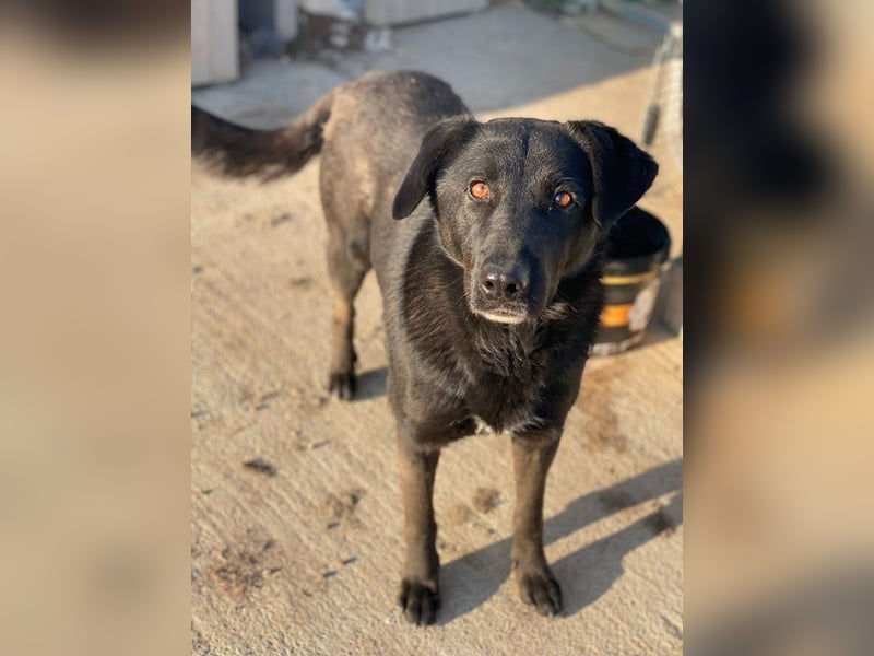 Gimpo, geb. ca. 03/2024, lebt in GRIECHENLAND, im städt. Tierheim Serres