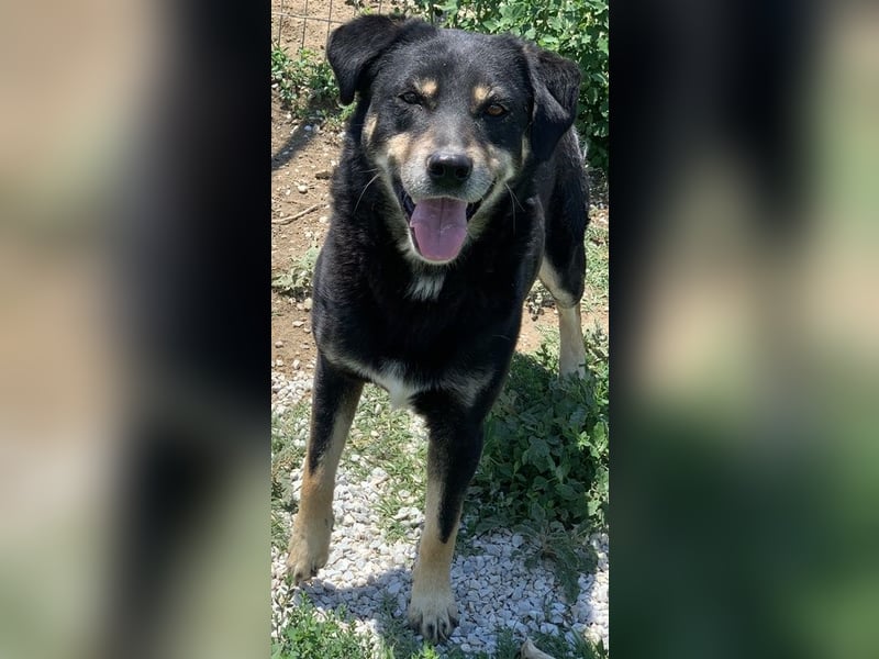 Nabucco, geb. ca. 01/2019, lebt in GRIECHENLAND, im städt. Tierheim Serres