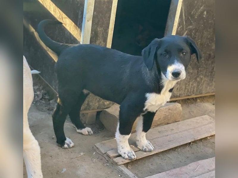 Pinot Noir, geb. ca. 08/2025, lebt in GRIECHENLAND, auf einer privaten Pflegestelle