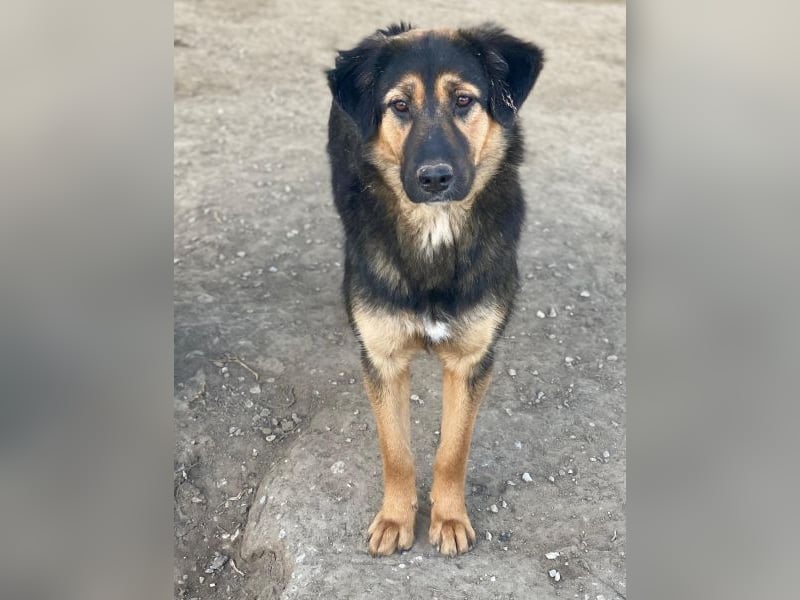 Glinda, geb. ca. 07/2025, lebt in GRIECHENLAND, im städt. Tierheim Serres