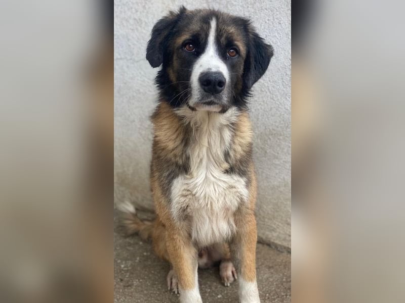 Beetles, geb. ca. 11/2024, lebt in GRIECHENLAND, im städt. Tierheim Serres