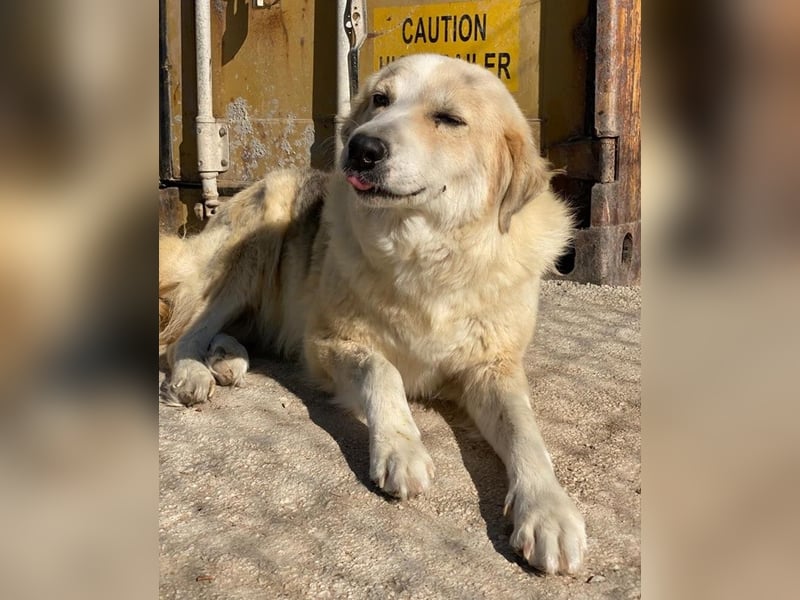 Gelja, geb. ca. 03/2022, lebt in GRIECHENLAND, im städt. Tierheim Serres