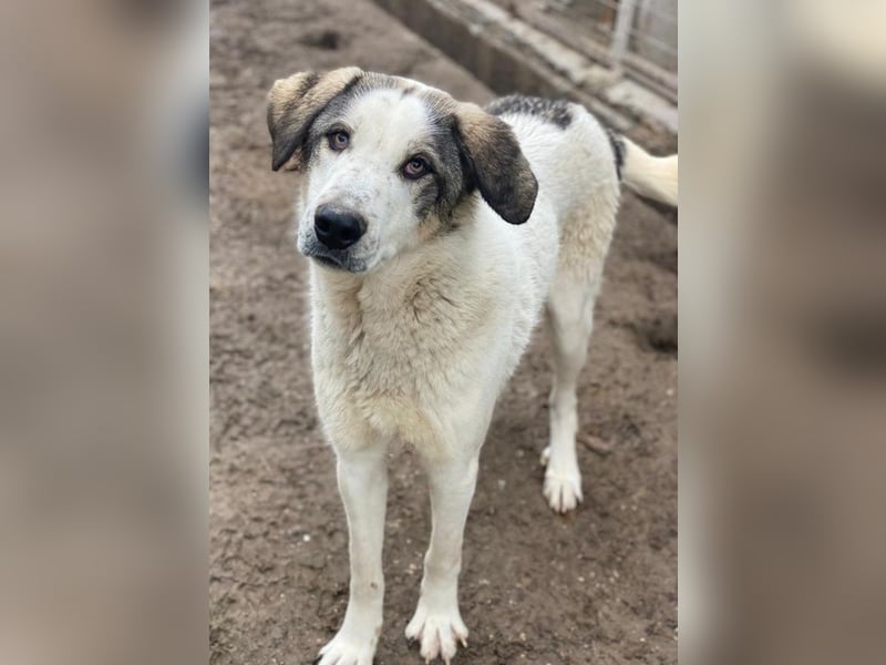 Aron, geb. ca. 02/2024, lebt in GRIECHENLAND, im städt. Tierheim Serres