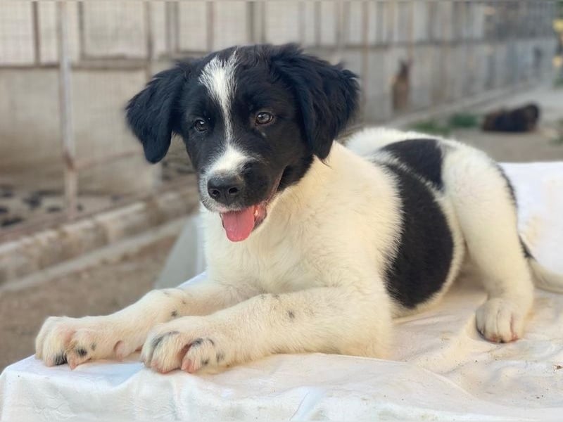 Anastasia, geb. ca. 05/2025, lebt in GRIECHENLAND, im städt. Tierheim Serres