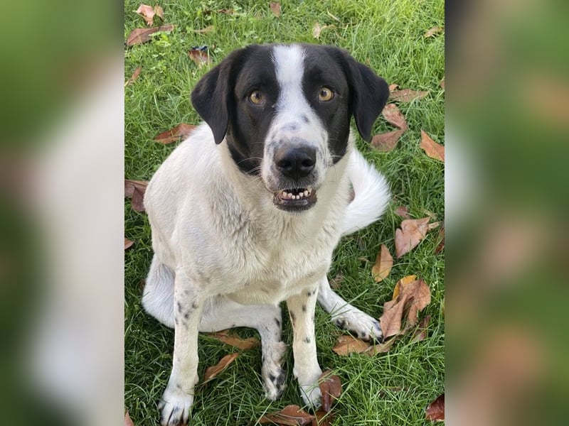 Penny, geb. ca. 05/2023, lebt in GRIECHENLAND, im städt. Tierheim Serres