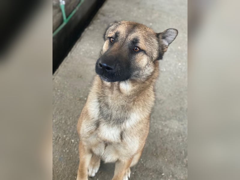 Yuki, geb. ca. 03/2025, lebt in GRIECHENLAND, im städt. Tierheim Serres