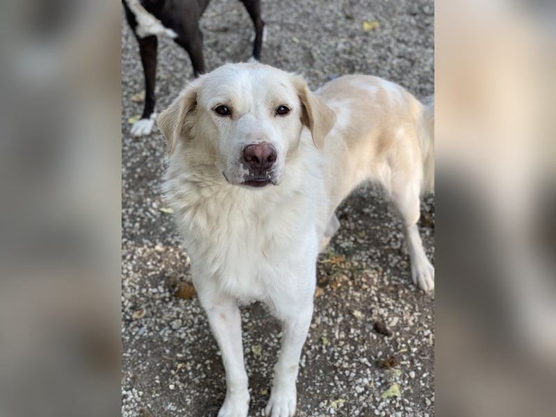 Miraz, geb. ca. 02/2023, lebt in GRIECHENLAND, im städt. Tierheim Serres