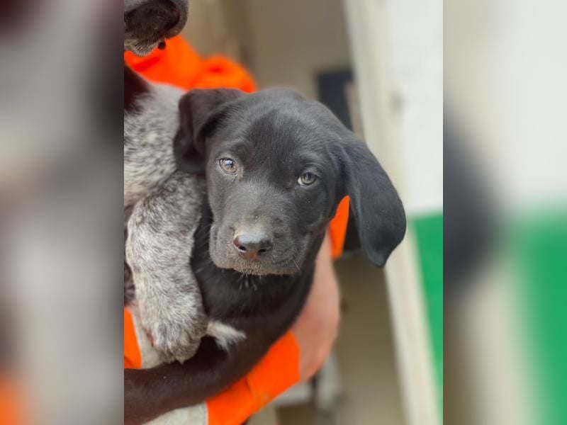 Morus, geb. ca. 11/2025, lebt in GRIECHENLAND, auf einer privaten Pflegestelle