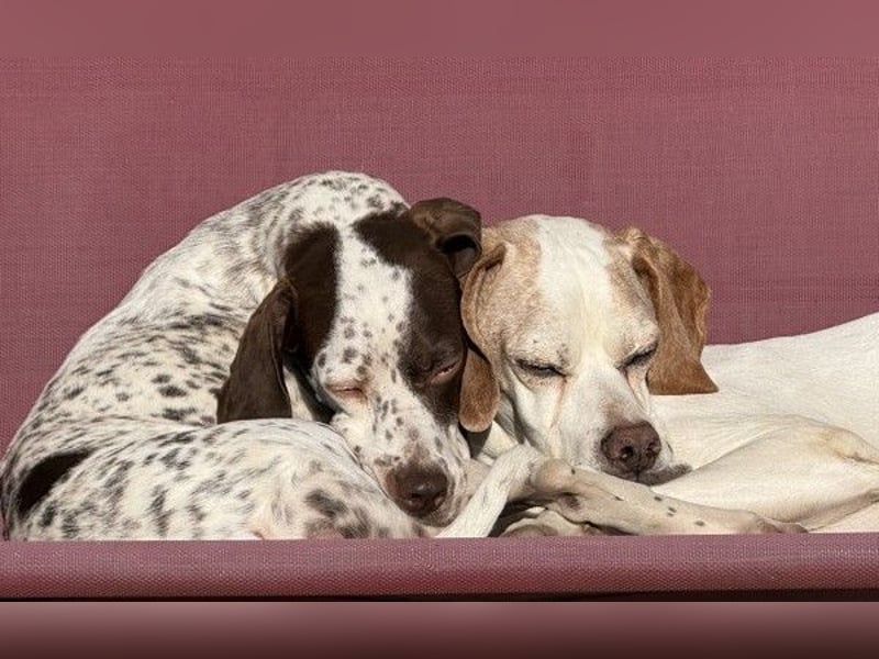 Acira, geb. ca. 04/2023, lebt auf einer Pflegestelle in 67735 Mehlbach