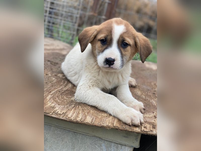 Bufala, geb. ca.11/2025, lebt in GRIECHENLAND, auf einer privaten Pflegestelle