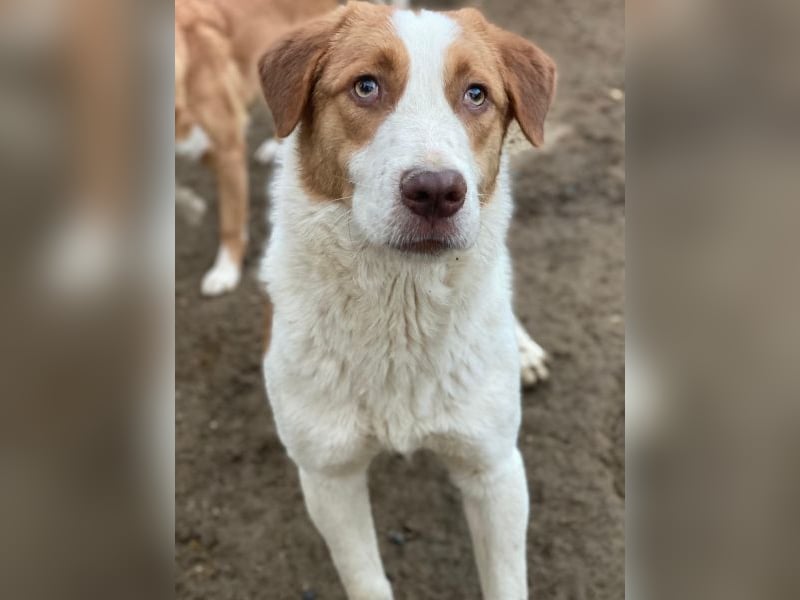 Herkos, geb. ca. 01/2025, lebt in GRIECHENLAND, auf einer privaten Pflegestelle