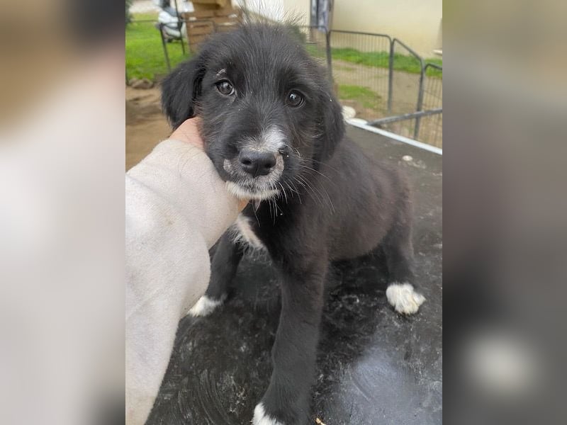 Lisbeth, geb. ca. 09/2025, lebt in GRIECHENLAND, auf einer privaten Pflegestelle