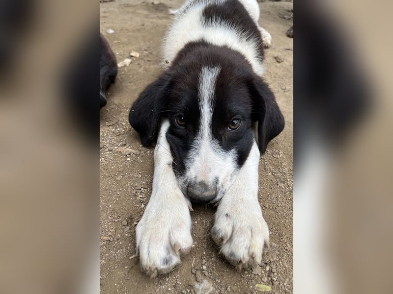 Sandor, geb. ca. 05/2024, lebt in GRIECHENLAND, auf einer privaten Pflegestelle