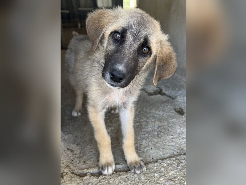 Yunos, geb. ca. 03/2026, lebt in GRIECHENLAND, im städt. Tierheim Serres
