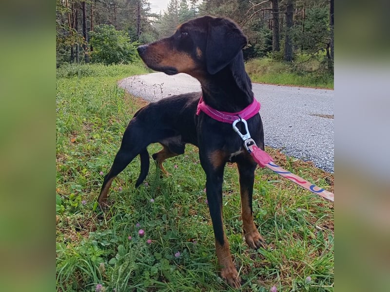 Zwölf, geb. ca. 10/2021, lebt in GRIECHENLAND, auf einer privaten Pflegestelle