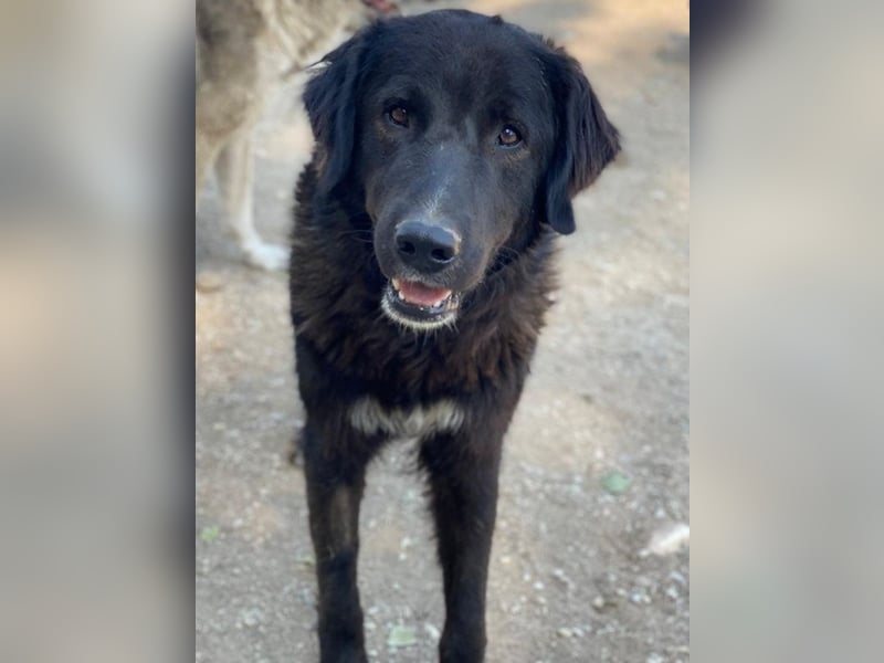 Jette, geb. ca. 01/2024, lebt in GRIECHENLAND, im städt. Tierheim Serres