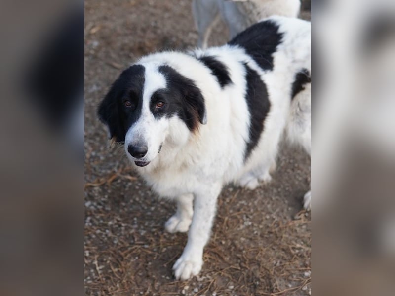 Maella, geb. ca. 02/2020, lebt in GRIECHENLAND, im städt. Tierheim Serres